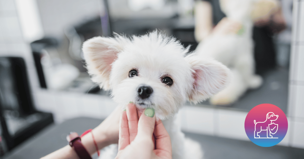 Are Smaller Dogs Easier to Care For