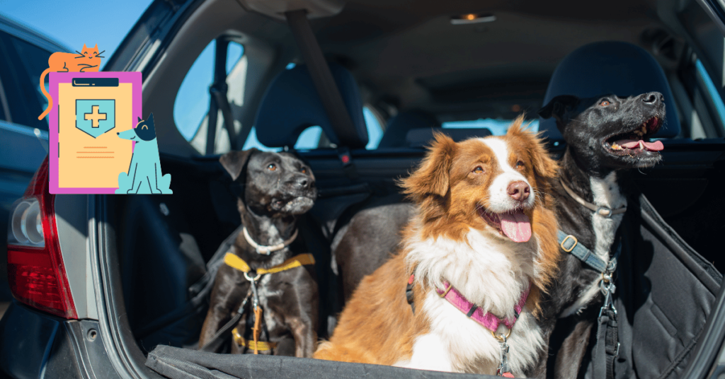 Does Car Insurance Cover Pet Injuries in an Accident