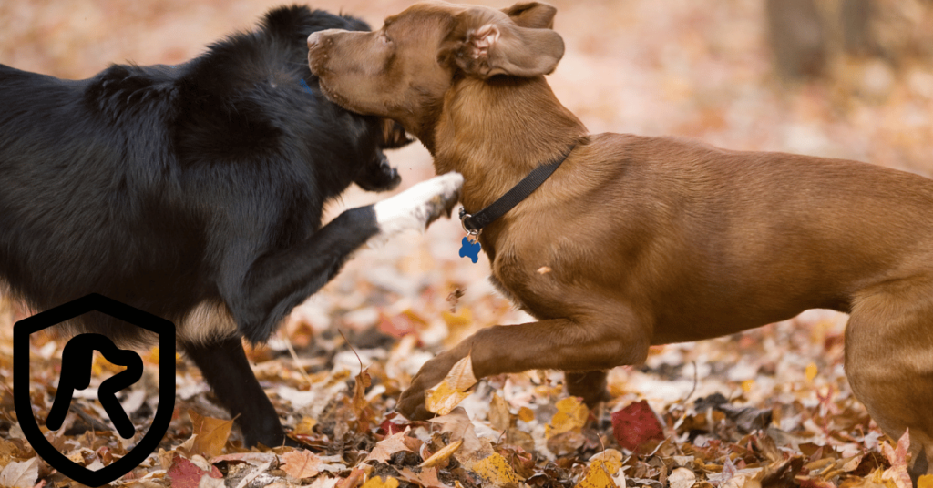 Does Renters Insurance Cover Dog Fights Off the Property