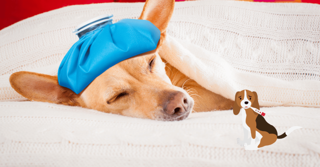 Does Renters Insurance Cover Dogs’ Injuries or Illnesses