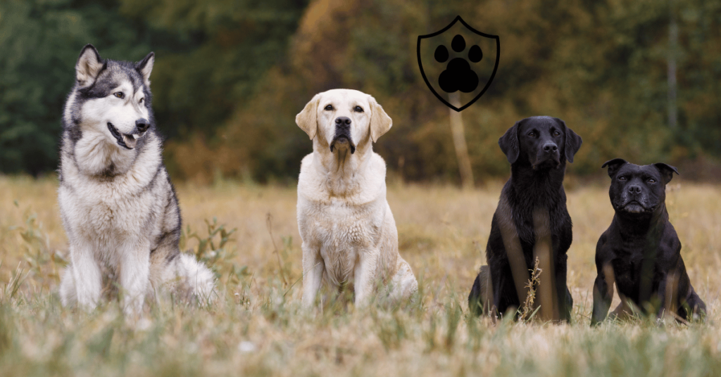 Factors That Increase the Need for Dog Insurance