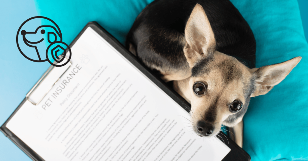 Factors That Influence the Cost of Dog Insurance