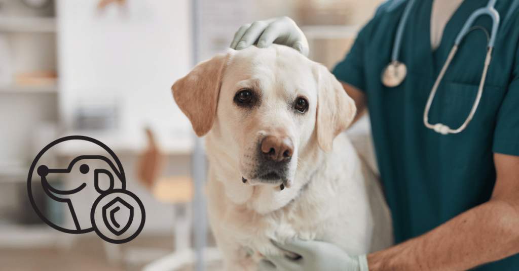 Is Pet Insurance Worth It for Medium-Sized Dogs