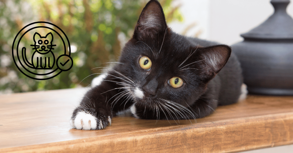 Switching Cat Insurance Providers