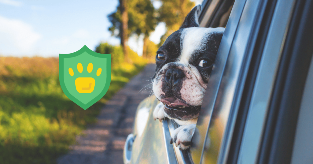 What Is Not Covered by Pet Insurance