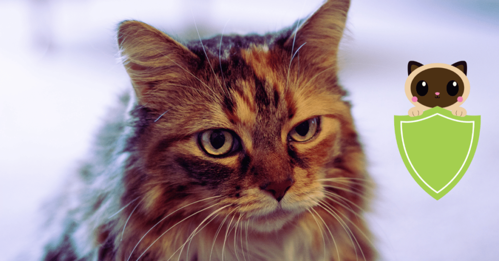 Why Get Pet Insurance for Older Cats