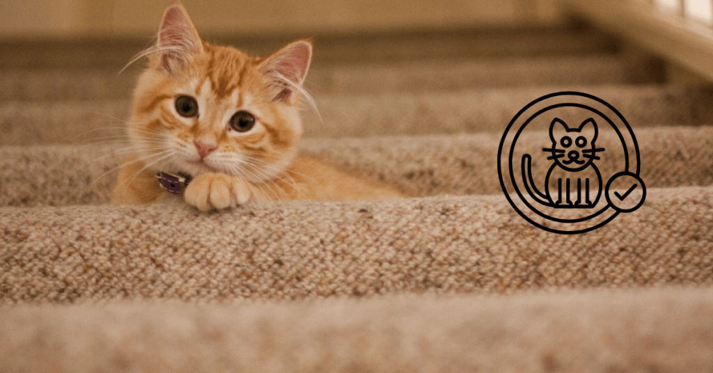 multiple cat insurance policies