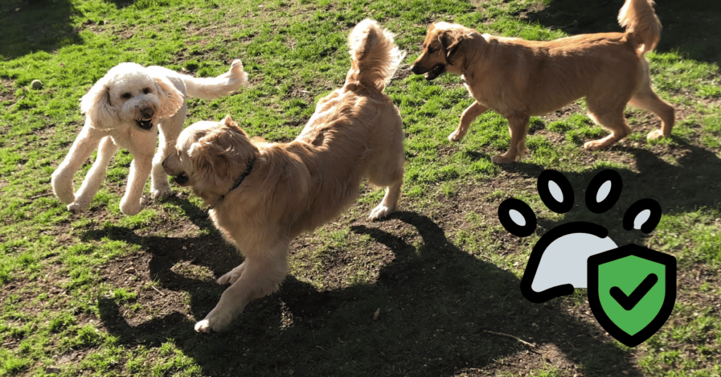 outdoor dog insurance